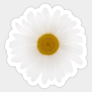 Shasta daisy Sticker